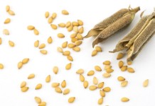Sesamo cibo eccellente per un pianeta affamato