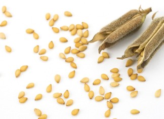 Sesamo cibo eccellente per un pianeta affamato