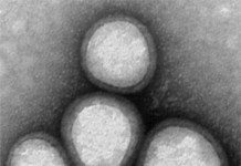 Nanoparticelle travestite da frammenti di cellule del sangue scivolano oltre le difese immunitarie del corpo