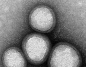 Nanoparticelle travestite da frammenti di cellule del sangue scivolano oltre le difese immunitarie del corpo