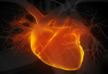 Scoperta una proteina per riparare i tessuti del cuore dopo l’infarto. Si chiama follistatina-like 1 (FSTL1)