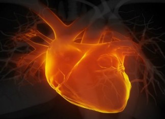 Scoperta una proteina per riparare i tessuti del cuore dopo l’infarto. Si chiama follistatina-like 1 (FSTL1)