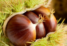 CASTAGNE : DEPRESSIONE , DEMENZA SENILE ,DISTURBI DELL’UMORE