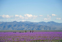 ATACAMA : il deserto più secco del mondo fiorisce splendidamente