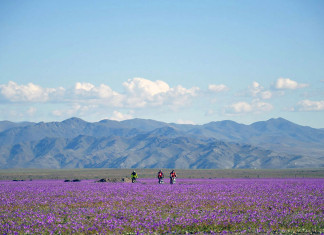 ATACAMA : il deserto più secco del mondo fiorisce splendidamente