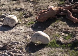 ISIS : Sepoltura di Massa degli Yazidi nei pressi di Sinjar, Iraq