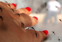 Brasile : Allarme Virus – Donne Non Rimanete Incinta