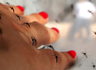 Brasile : Allarme Virus – Donne Non Rimanete Incinta