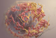 ISRAEL : have found a new way to treat melanoma