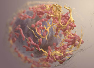 ISRAEL : have found a new way to treat melanoma