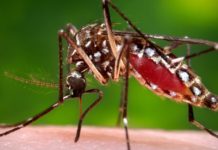 Brazil – Colombia : Scientists are planning to release an army of millions of modified mosquitoes