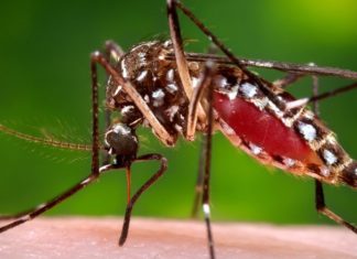 Brazil – Colombia : Scientists are planning to release an army of millions of modified mosquitoes