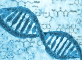 Russia – Japan : Study How Radiation Affects the Next Generation’s DNA