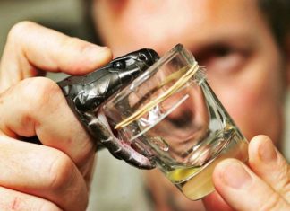 Danish Universal Antidote Renders Snake Bites Harmless