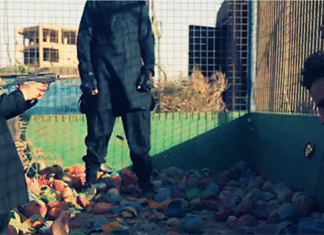 VIDEO : Children, pulled away from an amusement park, execute ISIS prisoners by shooting and beheading