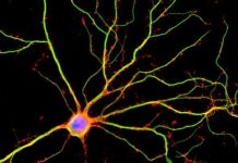 REPORT : Brain is ten times more active than previously measured