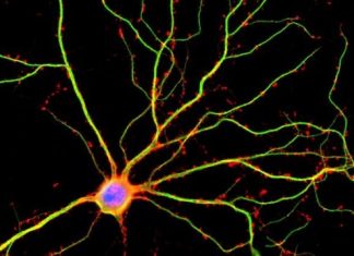 REPORT : Brain is ten times more active than previously measured