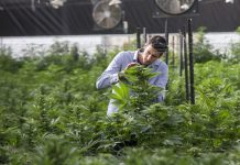 In pioneering study, Israeli researchers target autism with cannabis
