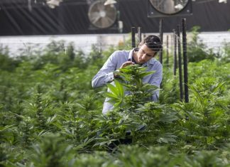 In pioneering study, Israeli researchers target autism with cannabis
