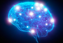 Brain networks at rest are in readiness for action, researchers suggest