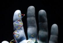 Critical step in DNA repair, cellular aging pinpointed