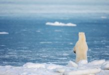 Rapid decline of Arctic sea ice a combination of climate change and natural variability