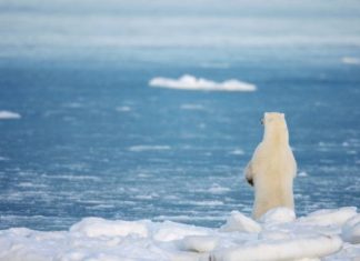 Rapid decline of Arctic sea ice a combination of climate change and natural variability
