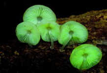 Biologists Find Secret to Glowing Fungi