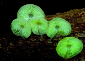 Biologists Find Secret to Glowing Fungi