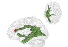 The importance of relating to others: Why we only learn to understand other people after the age of four