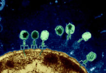 Bacteriophages, natural drugs to combat superbugs