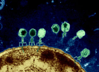 Bacteriophages, natural drugs to combat superbugs