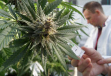 Cannabis Based Medicine May Cut Seizures in Half For Those With Hard to Treat Epilepsy