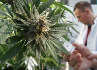 Cannabis Based Medicine May Cut Seizures in Half For Those With Hard to Treat Epilepsy