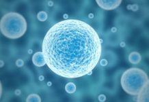 How Embryonic Cells Make Spinal Cord, Muscle and Bone