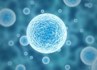 How Embryonic Cells Make Spinal Cord, Muscle and Bone