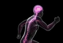 Sympathetic nervous system key to thermogenesis