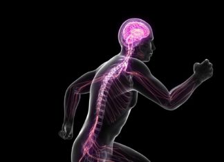 Sympathetic nervous system key to thermogenesis