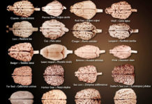 Why animals have evolved to favor one side of the brain