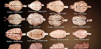 Why animals have evolved to favor one side of the brain