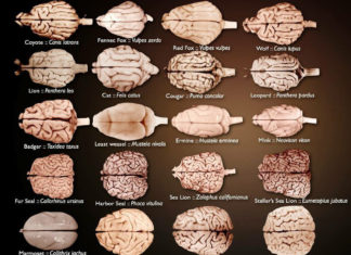 Why animals have evolved to favor one side of the brain