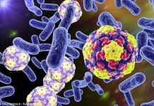 Magnetic brain stimulation causes weight loss by making gut bacteria healthier