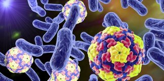 Magnetic brain stimulation causes weight loss by making gut bacteria healthier