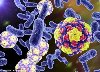 Magnetic brain stimulation causes weight loss by making gut bacteria healthier