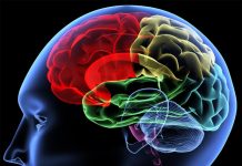 Report : Understand how our brains learn