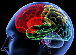 Report : Understand how our brains learn
