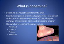 Dopamine Levels Fall During Migraine Attacks