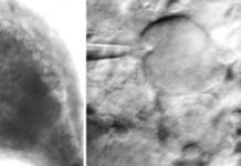 The human body’s peripheral nervous system could be capable of interpreting its environment and modulating pain
