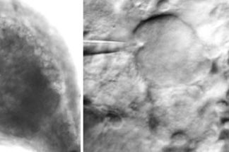 The human body’s peripheral nervous system could be capable of interpreting its environment and modulating pain