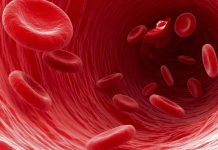 Where does your blood actually come from ?